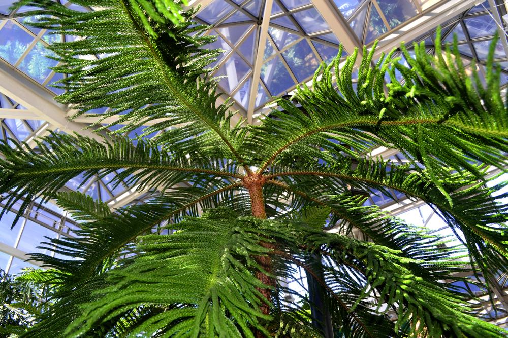 Photo of Norfolk Island Pine (Araucaria heterophylla) uploaded by dawiz1753