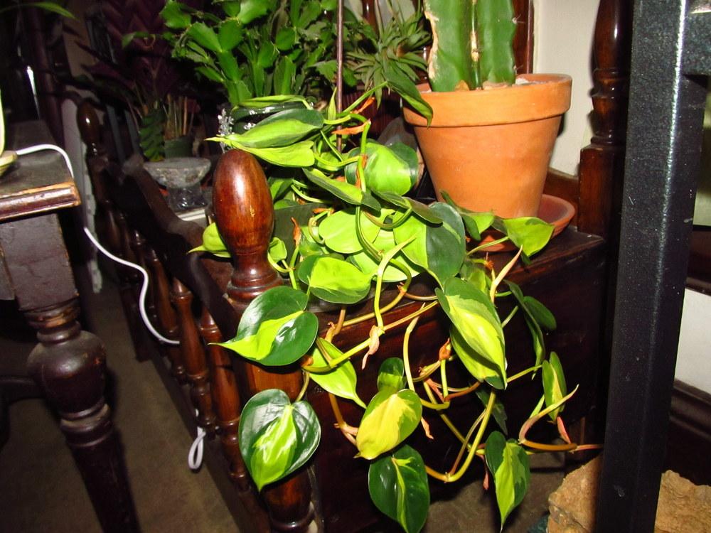 Photo of Philodendron (Philodendron hederaceum var. oxycardium 'Brasil') uploaded by jmorth