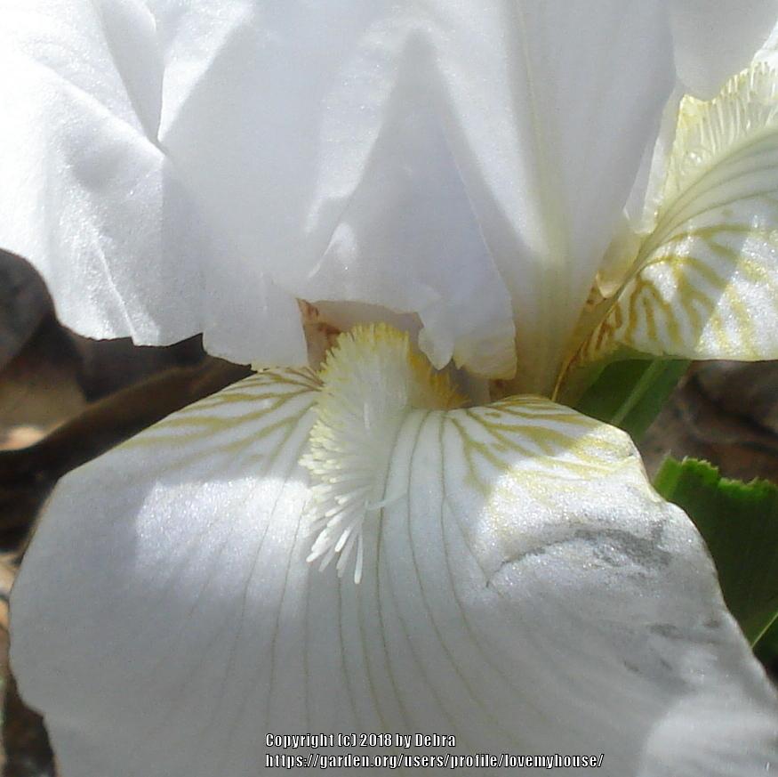 Photo of Miniature Dwarf Bearded Iris (Iris 'Snow Maiden') uploaded by lovemyhouse