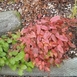 Location: Massachusetts garden
Date: December 9, 2009
semi-evergreen foliage changes to red in autumn and early winter