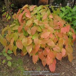 Location: Massachusetts garden
Date: October 22, 2013
Seni-evergreen foliage, orange autumn color