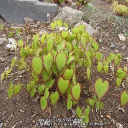 Location: Massachusetts garden
Date: April 28, 2016
Developing red-rimmed spring foliage