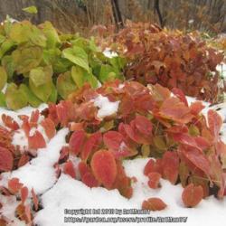 Location: Massachusetts garden
Date: December 8, 2016
semi-evergreen foliage, bright red autumn to early winter foliage