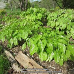 Location: Massachusetts garden
Date: May 9, 2013
two plants in front row, spring foliage color gone over to green,