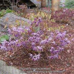 Location: Massachusetts garden
Date: May 1, 2008
floriferous cultivar, spring foliage stems are lengthening