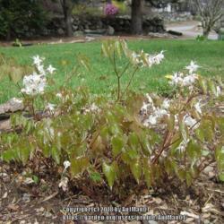 Location: Massachusetts garden
Date: May 3, 2015
Flowering stems, spring foliage changing to green, high gloss on 