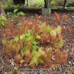 Location: Massachusetts garden
Date: May 3, 2017
Emerging foliage is a bright orange-bronze tone.