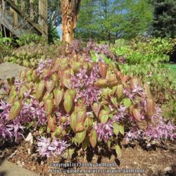 Location: Massachusetts garden
Date: May 2, 2013
Showy spring foliage and flowers on whole plant