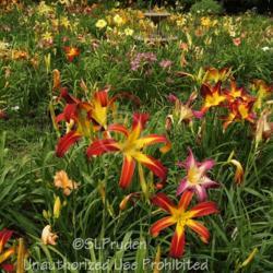 Location: Private Daylily Garden, MI
Date: 2011-07-24
In the foreground