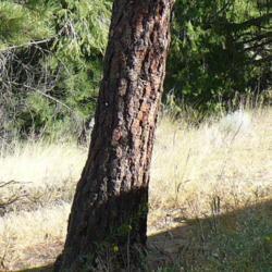 Location: Okanagan Falls, B.C., Canada
Date: 2012-09-01
Ponderosa trunk, with the characteristic rust brown or reddish ba