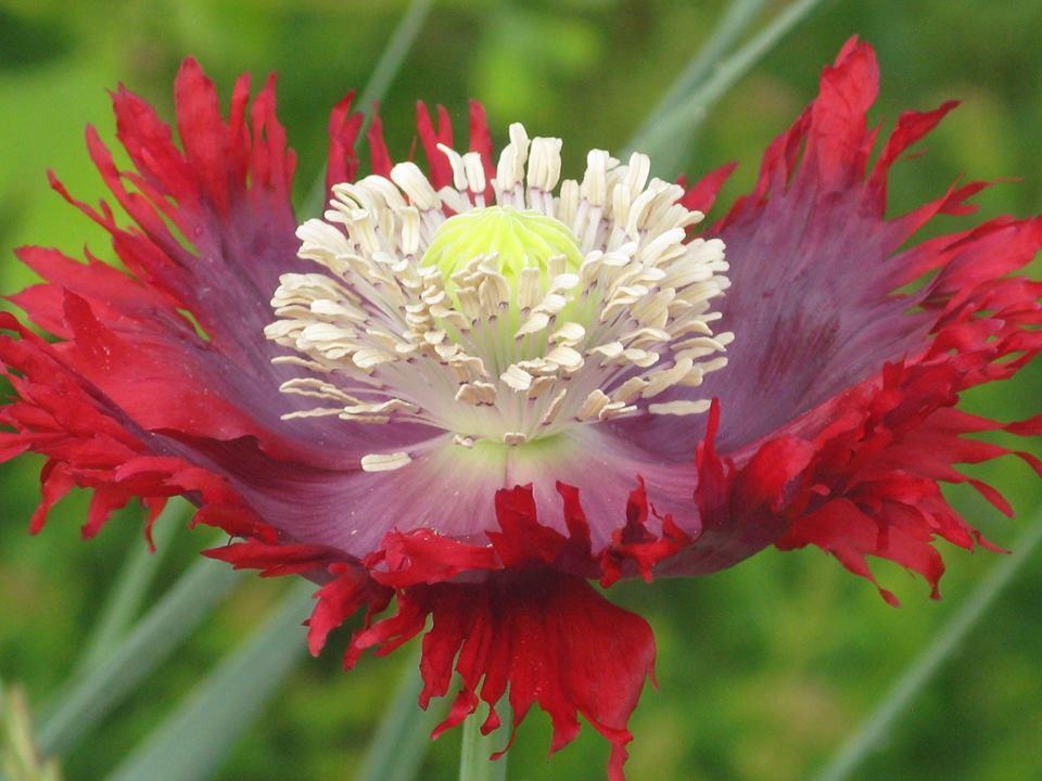 Photo of Breadseed Poppy (Papaver somniferum 'Drama Queen') uploaded by Ina