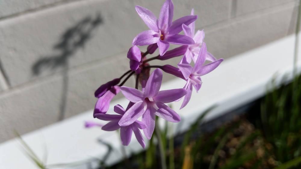 Photo of Society Garlic (Tulbaghia violacea) uploaded by RobGlen