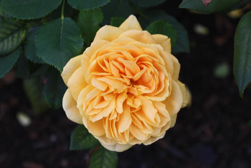 Photo of Rose (Rosa 'Golden Celebration') uploaded by RuuddeBlock