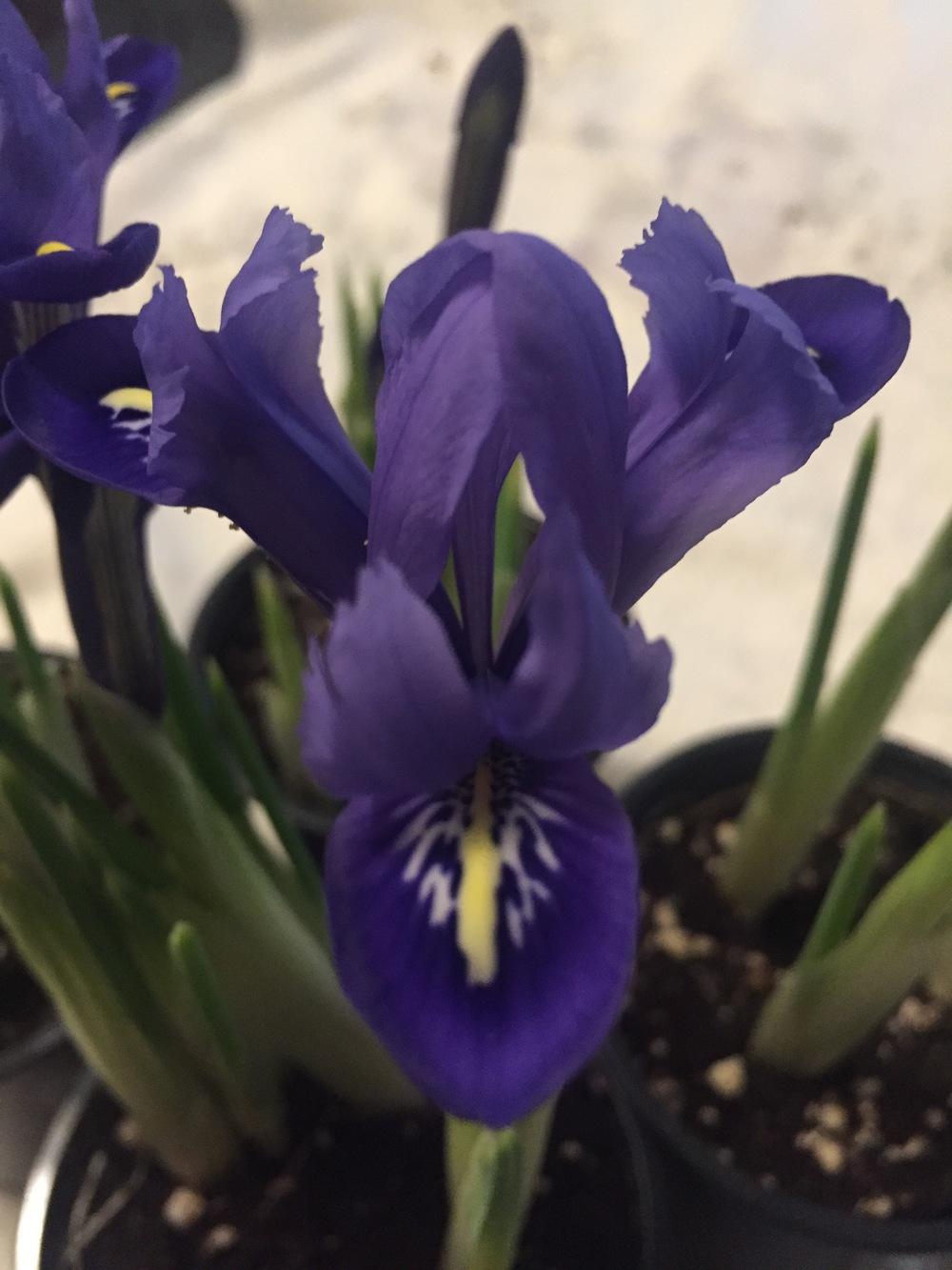 Photo of Irises (Iris) uploaded by SpringGreenThumb