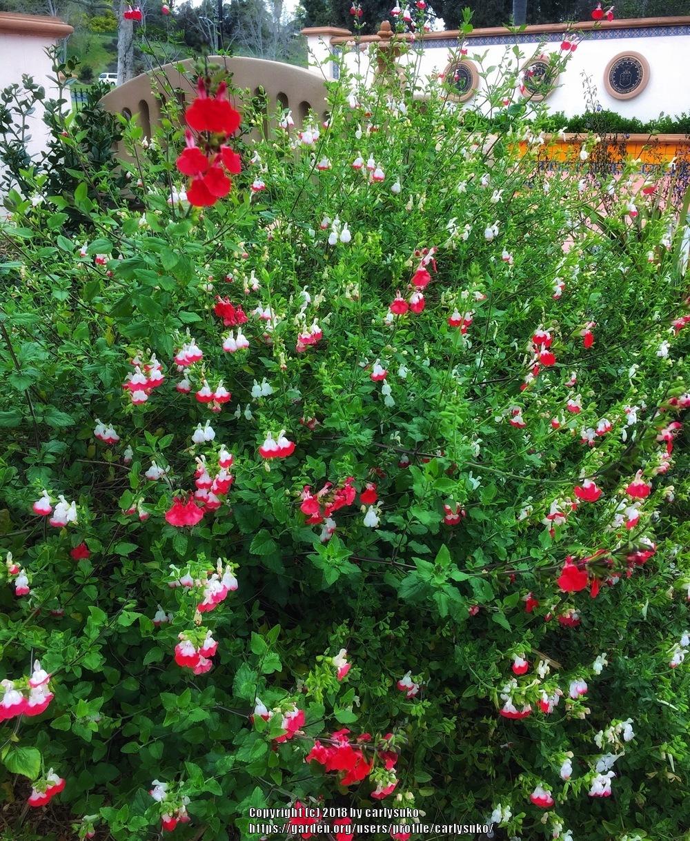 Photo of Blackcurrant Sage (Salvia microphylla 'Hot Lips') uploaded by carlysuko