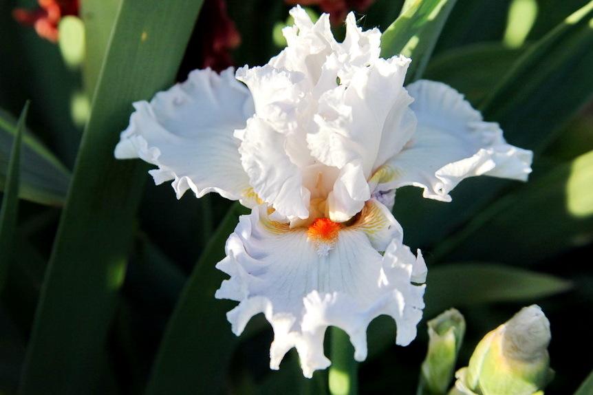Photo of Tall Bearded Iris (Iris 'Lipstick Kiss') uploaded by dimson67