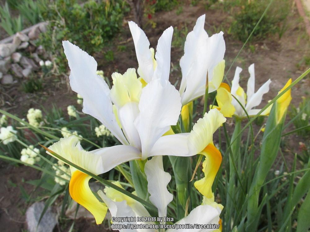 Photo of Dutch Iris (Iris x hollandica 'Apollo') uploaded by GreenIris