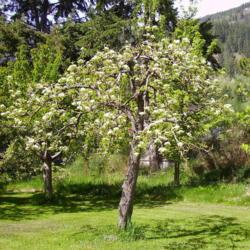 Location: Riverview, Robson, B.C. 
Date: 2006-05-04
Many blossoms in May, equals many Pears in August.