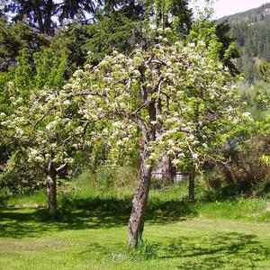 Many blossoms in May, equals many Pears in August.
