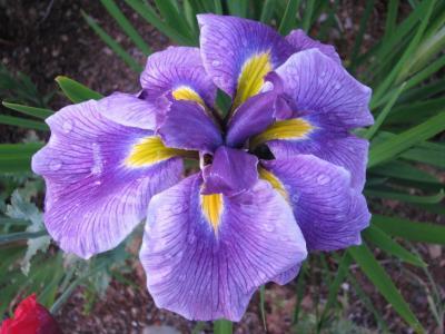 Photo of Japanese Iris (Iris ensata 'Oriental Eyes') uploaded by Joy