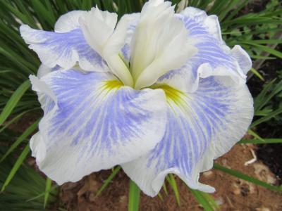 Photo of Japanese Iris (Iris ensata 'Kimono Silk') uploaded by Joy