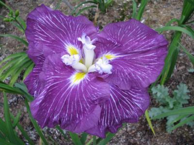 Photo of Japanese Iris (Iris ensata 'Geisha Obi') uploaded by Joy