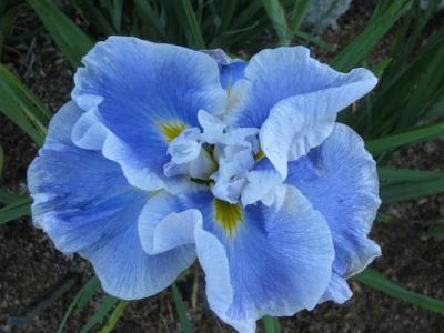 Photo of Japanese Iris (Iris ensata 'Lake Effect') uploaded by Joy