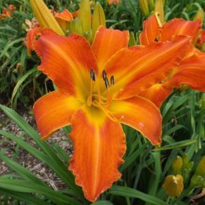 Photo courtesy of Valley of the Daylilies