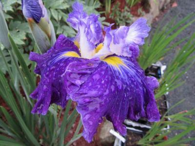 Photo of Japanese Iris (Iris ensata 'Frosted Intrigue') uploaded by Joy