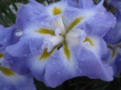 Photo of Japanese Iris (Iris ensata 'Ocean Mist') uploaded by Joy