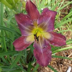 
Photo courtesy of Valley of the Daylilies