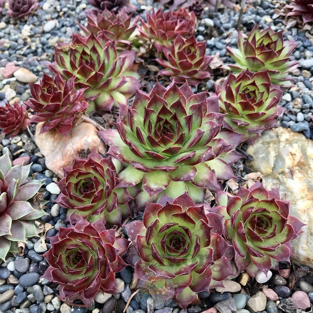 Photo of Hen and Chick (Sempervivum 'Roasted Chestnut') uploaded by Patty