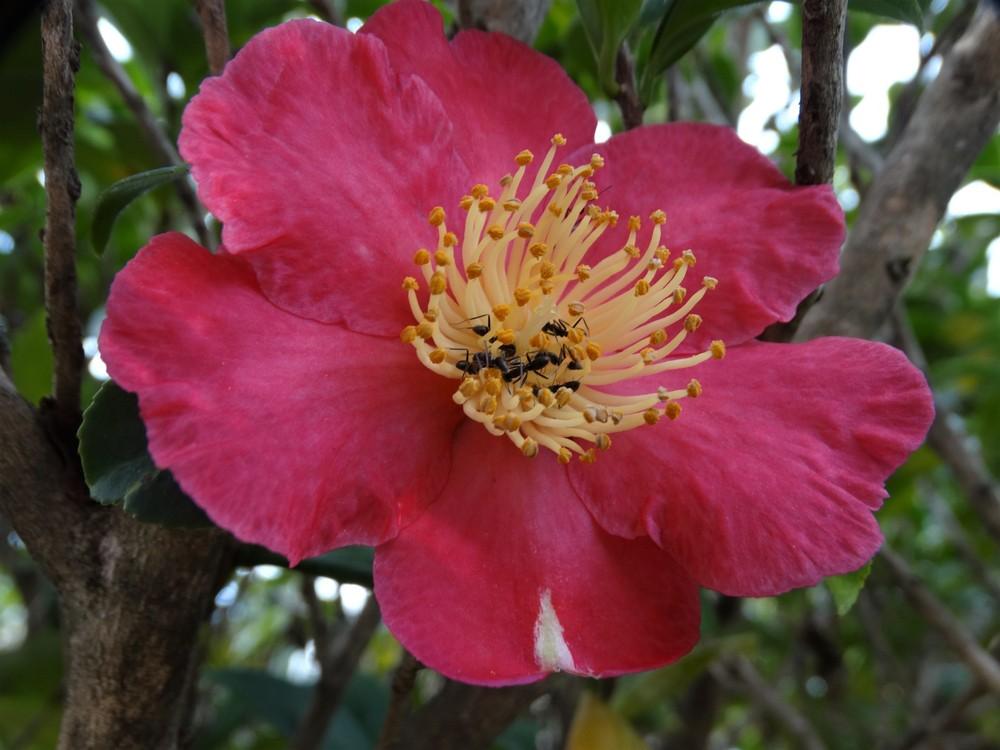 Photo of Camellia (Camellia sasanqua 'Yuletide') uploaded by carolem