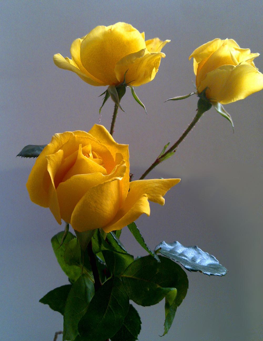 Photo of Rose (Rosa 'Sunblest') uploaded by manueldalmeida