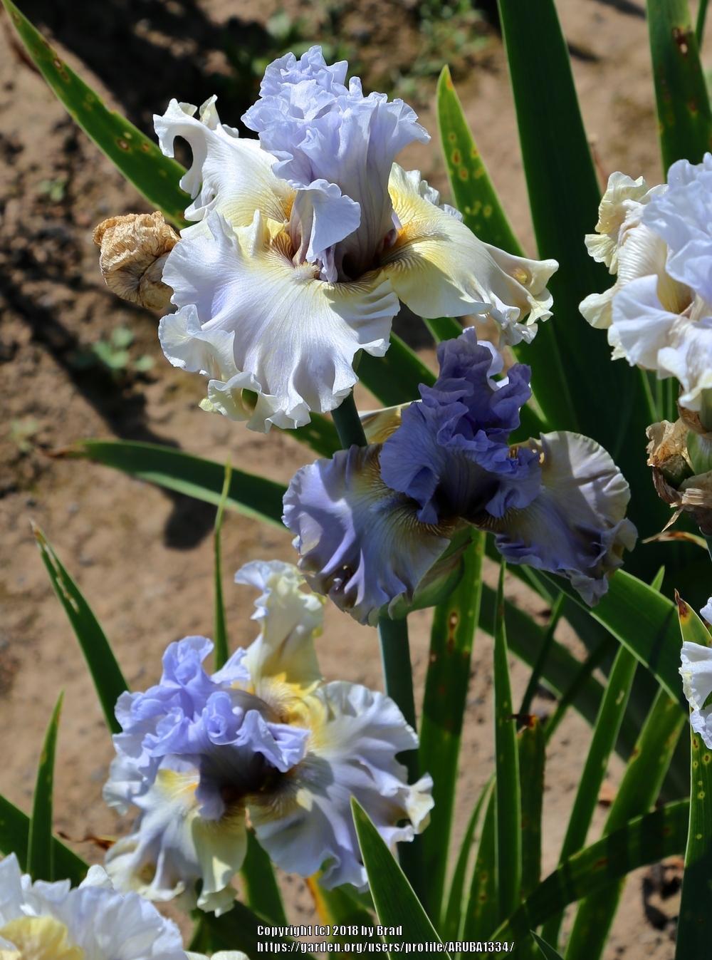 Photo of Tall Bearded Iris (Iris 'Sergey') uploaded by ARUBA1334