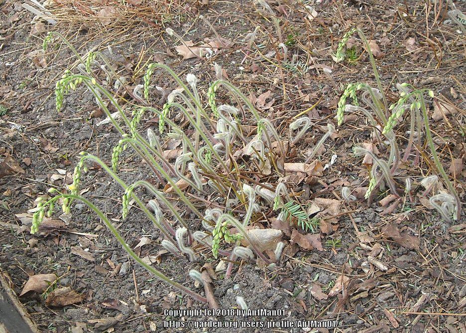 Photo of Bishop's Hat (Epimedium pinnatum subsp. colchicum) uploaded by AntMan01