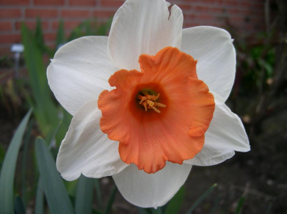 Photo of Daffodils (Narcissus) uploaded by Caruso