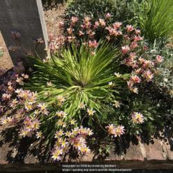 Location: Hamilton Square Garden, Historic City Cemetery, Sacramento CA.
Date: 2018-03-26
These have grown too thick over the last five years. Not enough l