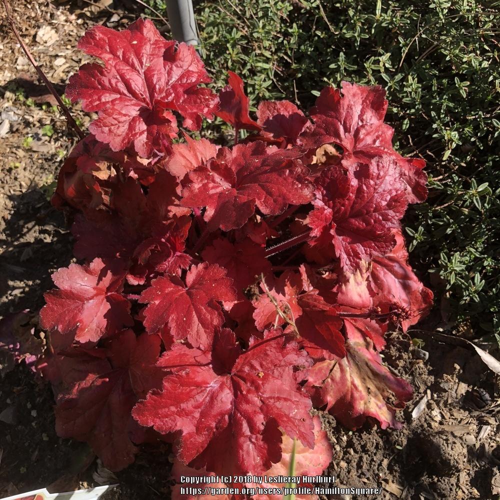 Photo of Coral Bells (Heuchera 'Fire Alarm') uploaded by HamiltonSquare