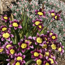 Location: Hamilton Square Garden, Historic City Cemetery, Sacramento CA.
Date: 2018-03-27
Hybrid Spraxis with Straw Flower (Helichrysum 'Ruby Cluster')in t