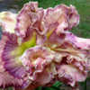 Photo Courtesy of Jammin's Daylily Garden . Used with Permission.