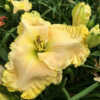 Photo Courtesy of Jammin's Daylily Garden . Used with Permission.