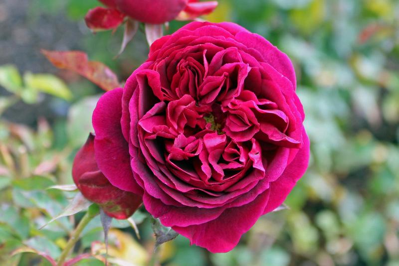 Photo of English Shrub Rose (Rosa 'Munstead Wood') uploaded by RuuddeBlock