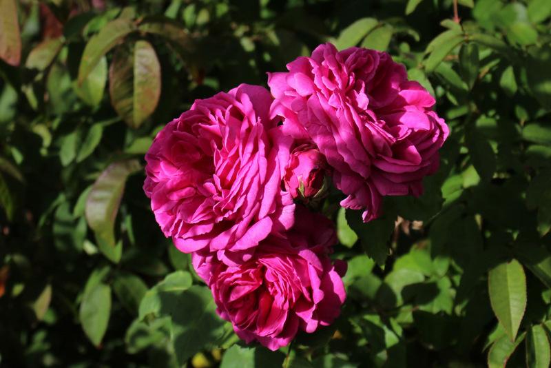 Photo of Rose (Rosa 'Madame Isaac Pereire') uploaded by RuuddeBlock