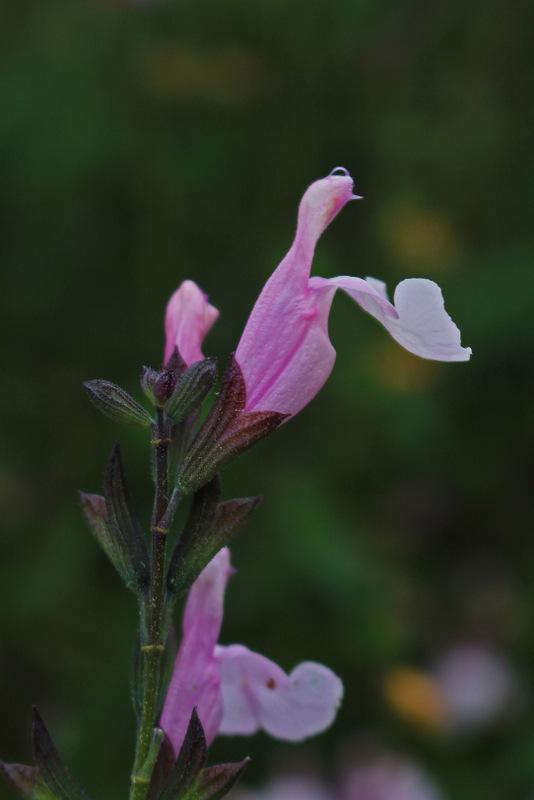 Photo of Mountain Sage (Salvia x jamensis 'Peter Vidgeon') uploaded by RuuddeBlock