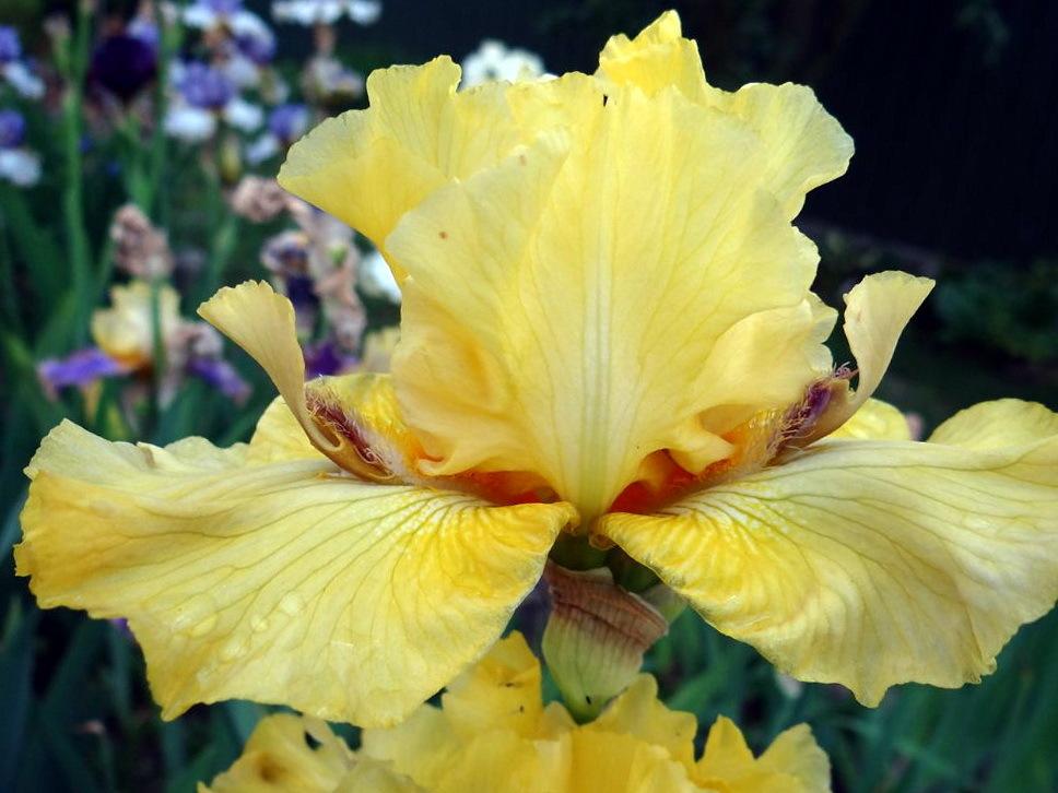 Photo of Tall Bearded Iris (Iris 'Lirnyk') uploaded by dimson67