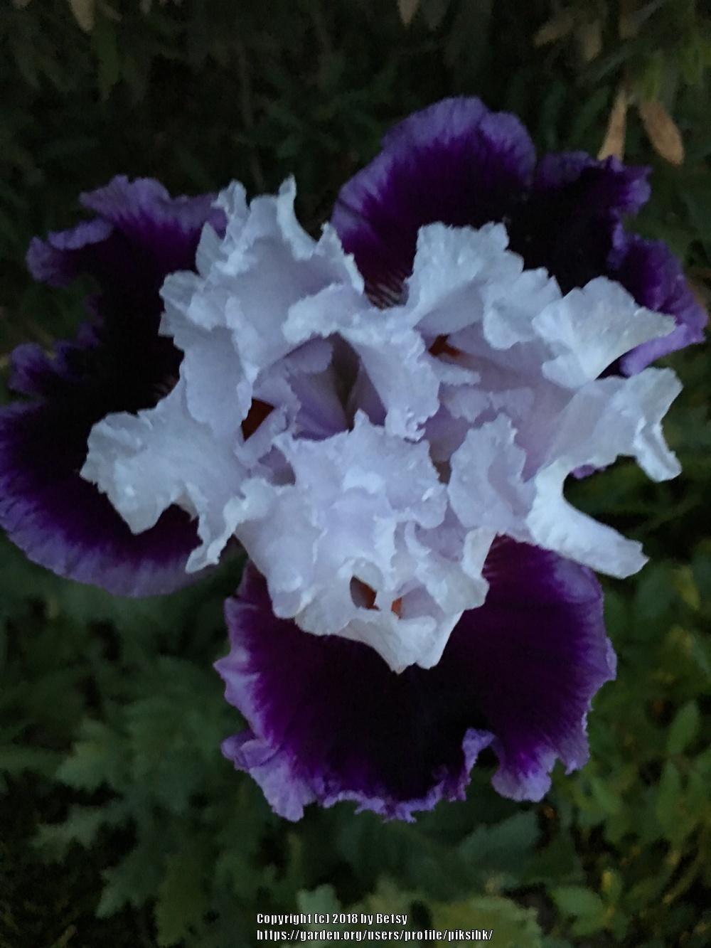 Photo of Tall Bearded Iris (Iris 'Daring Deception') uploaded by piksihk