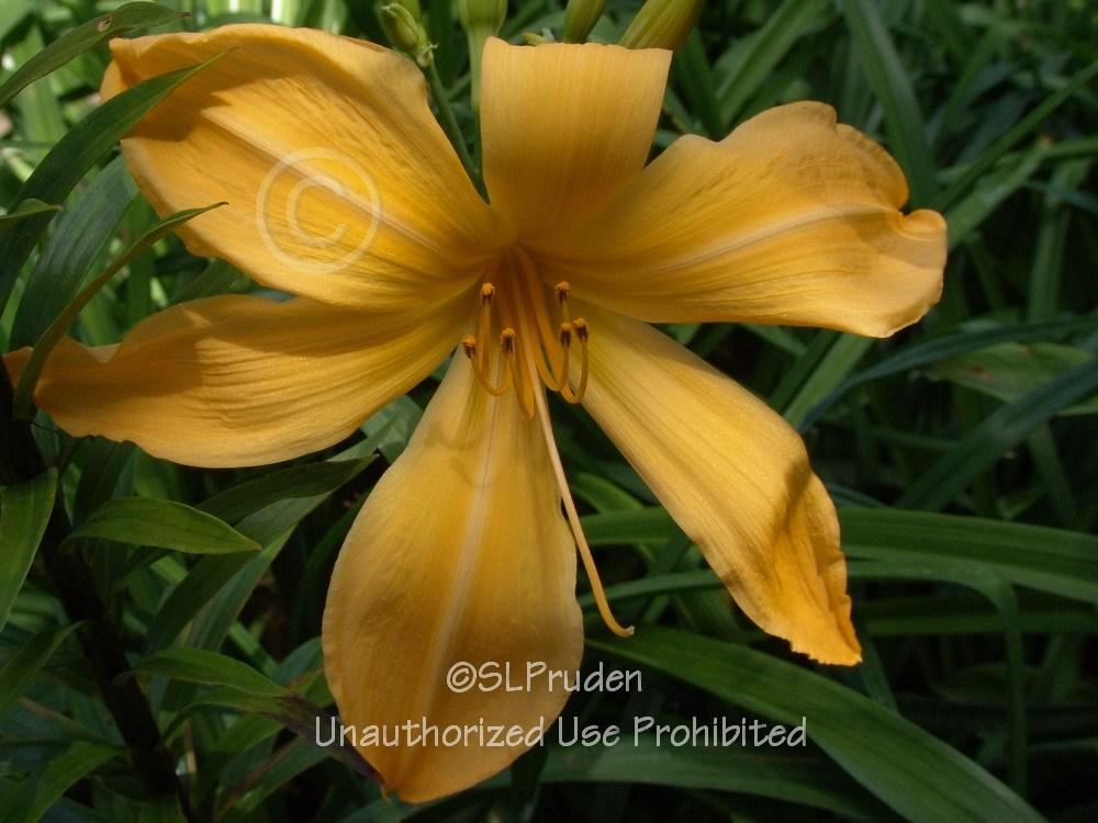 Photo of Daylily (Hemerocallis 'Just for Laughs') uploaded by DaylilySLP