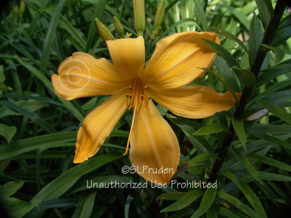 Photo of Daylily (Hemerocallis 'Just for Laughs') uploaded by DaylilySLP