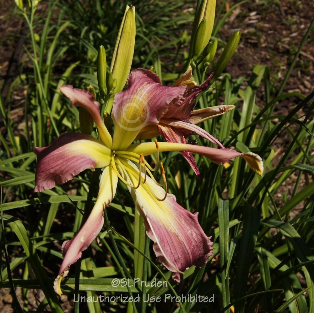Photo of Daylily (Hemerocallis 'Lavender Handlebars') uploaded by DaylilySLP